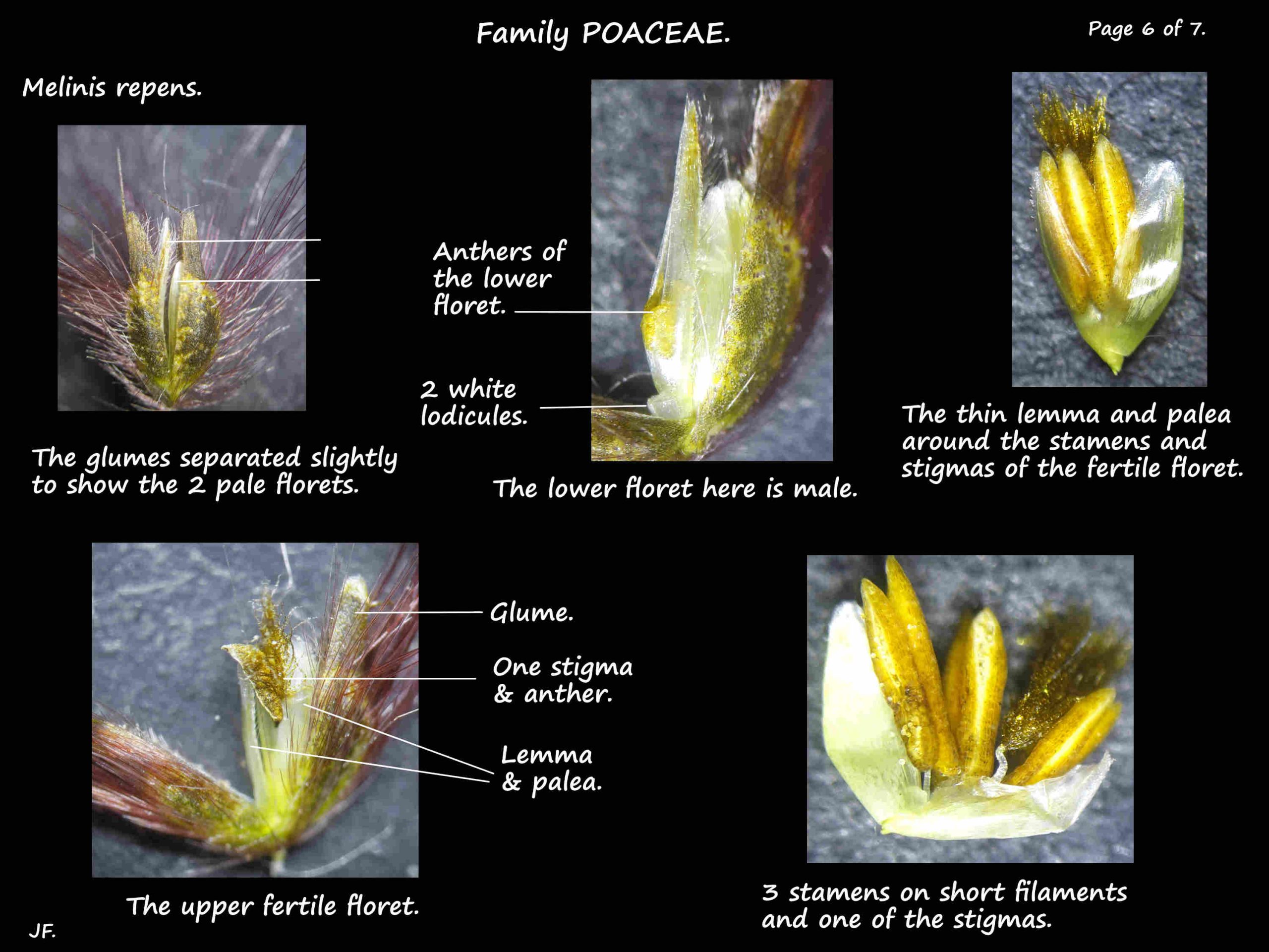 6 Male and fertile Melinis florets